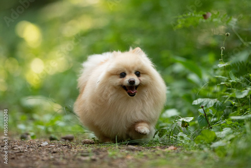 A small, cream-colored Pomeranian puppy runs happily along a dirt path in a lush green forest. The dog is in motion, with its tongue slightly visible, and looks directly at the viewer