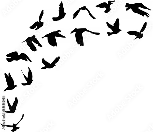 Doves and pigeons set for pea...