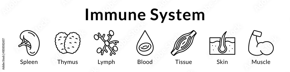 Ταπετσαρία Immune System Anatomy for Medical Education Immunology Healthcare Defense Mechan