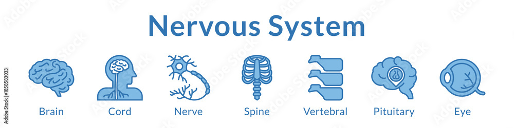 Φωτογραφία Nervous System Anatomy for Medical Education Neurology Healthcare Neural Studies