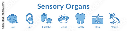 Sensory Organs Anatomy for Medical Education Ophthalmology Dermatology Dental Healthcare and Clinical Studies