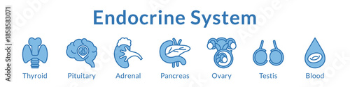 Endocrine System Anatomy for Medical Education Endocrinology Hormone Studies Healthcare and Clinical Applications