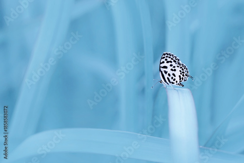 butterfly on a blue background