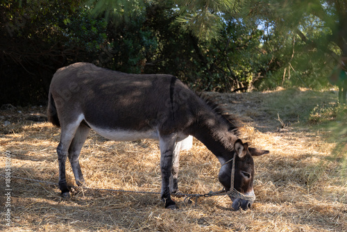 A donkey in the park