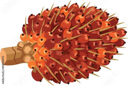 Sweet Chestnut Fruit with Spiky Exterior.