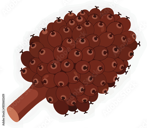 Raspberry Fruit Cluster with Stem.