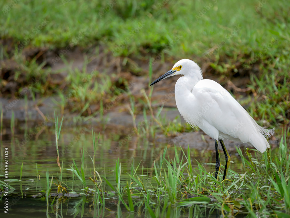Obraz premium A white egret (Egretta thula) on a canal in Tortuguero National Park.
