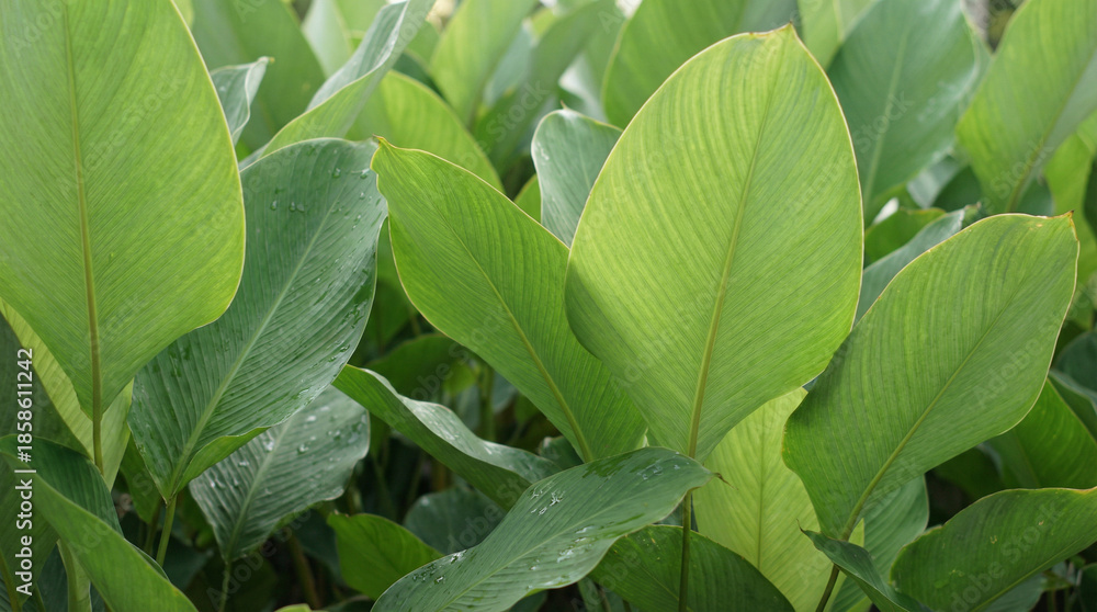 Obraz premium cannifolium. Close-up of Spathiphyllum cannifolium leaves with abstract green tropical foliage texture. gardening catalogs, home-decor guides, designed for gardening and botanical catalogs.