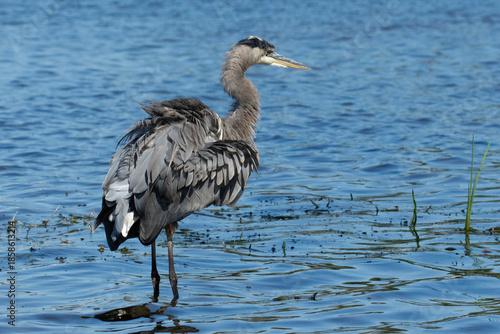 A great blue heron, Ardea herodias, stands in the Grand River, Harbor Island, Grand Haven, Michigan