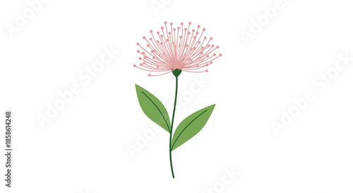 A delicate and simple illustration of a single pink powder puff flower with two green leaves on a thin green stem.