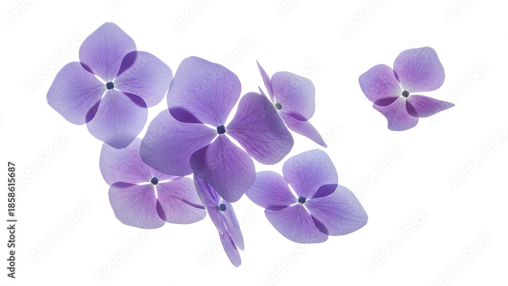 Obraz premium A cluster of hydrangea flowers are seen from above against a white background