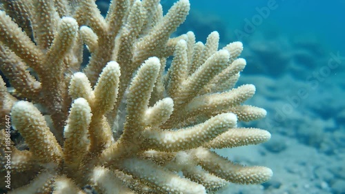 Minimal Biological Motion: Polyp Extension and Drift 40