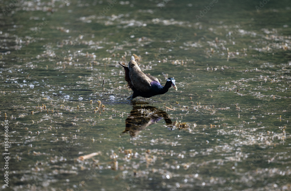 Fototapeta premium A crested jacana in its natural habitat in the swamps near Hua Hin, Thailand.