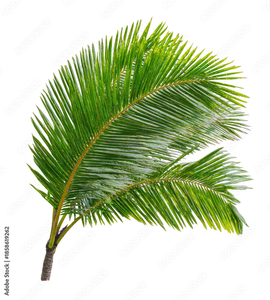 Fototapeta premium Close-up of a vibrant green palm frond (1)