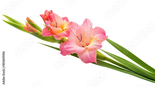 Beautiful pink gladiolus flowers with green leaves on a white background.