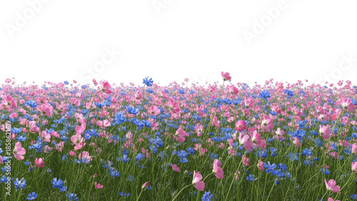 Vibrant field of pink and blue flowers blooming under a clear sky.