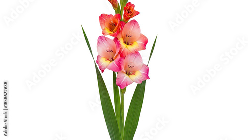 Vibrant pink and yellow gladiolus flower with green leaves on a white background.