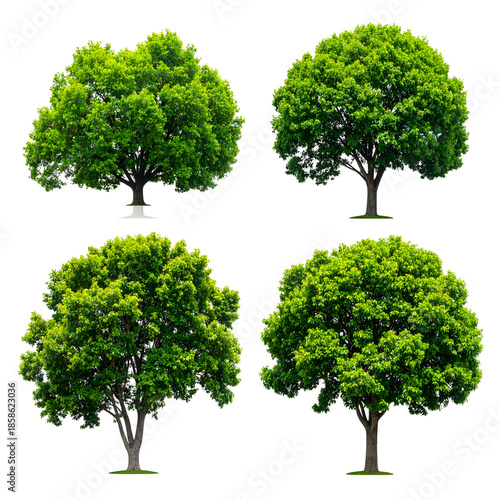 Four vibrant, isolated trees with dense green foliage, different shapes, against black background