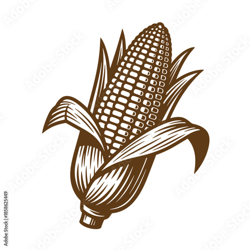 Vintage Brown illustration of an ear of corn with leaves on white background  a detailed drawing of a corn on the cob