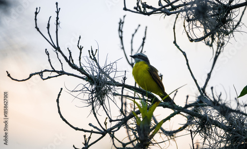 Great kiskadee calling at sunrise in natural habitat, (Pitangus sulphuratus)