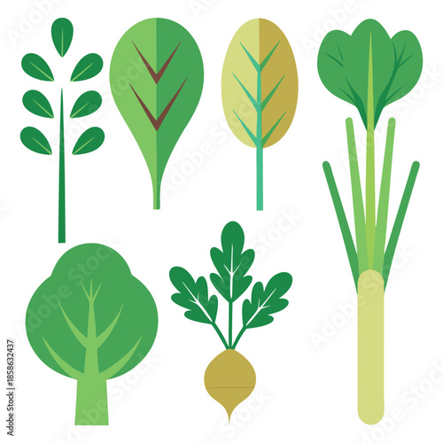 Flat design collection of organic greens and vegetables, colorful vector illustrations of spinach scallion and radish isolated on white