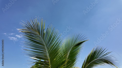 Lush green palm leaves stretch towards clear blue sky, creating serene tropical atmosphere filled with vibrant foliage, evoking relaxation and tranquility in natures embrace