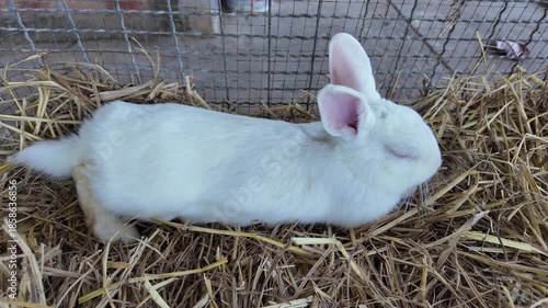 Peaceful Domestic Rabbit Resting on Soft Straw, Showcasing Its White Fur in Serene Natural Habitat, Perfect Pet for Nature Lovers and Animal Enthusiasts