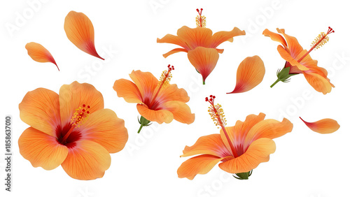 Vibrant orange hibiscus flowers floating in the air against a clean white background from a front viewpoint