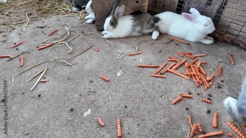 Rabbits and bunnies resting on concrete, surrounded by scattered carrot treats and straw, create peaceful habitat showcasing their playful nature and curiosity in cozy environment