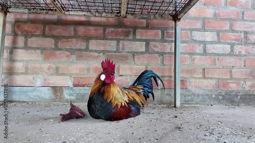 Colorful Rooster Resting Beneath Metal Structure Showcases Vibrant Plumage Against Rustic Brick Walls in Tranquil Rural Setting, Capturing Striking Visual of Poultry Animal