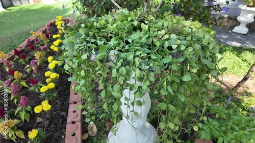 Lush greenery with cascading leaves in decorative pots, surrounded by vibrant flowers, creates serene outdoor garden atmosphere filled with natures beauty and tranquility