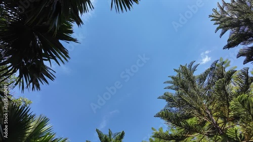 Serene Tranquility of Tropical Palm Leaves Under Clear Blue Sky, Embracing Natures Foliage and Creating Peaceful Atmosphere Outdoors for Relaxation and Refreshment