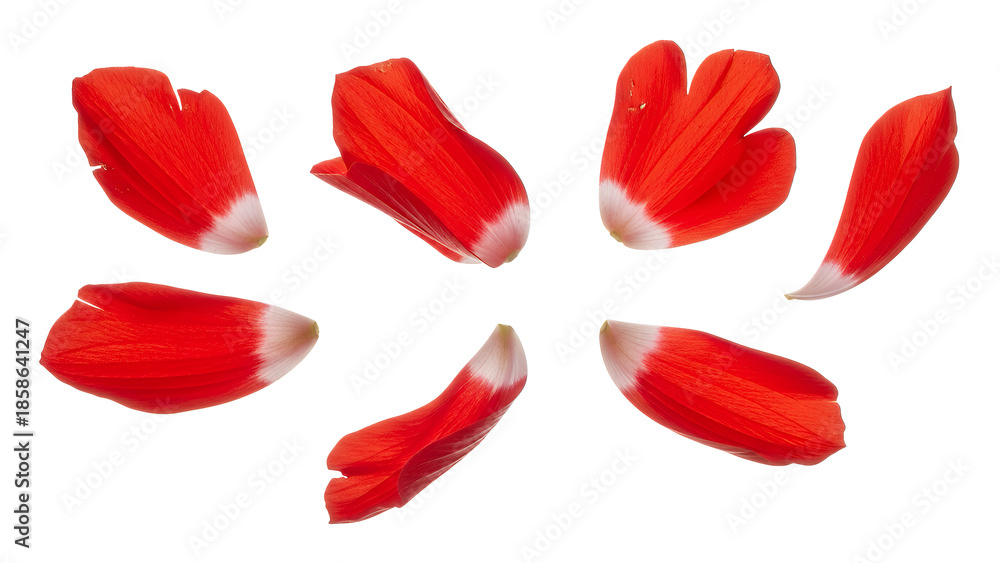 Fototapeta premium Vibrant red flower petals arranged in a circular pattern on a white background