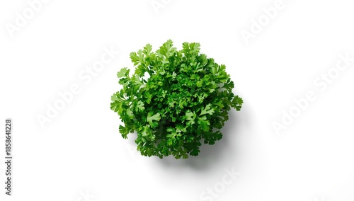 Green parsley bundle on whi...