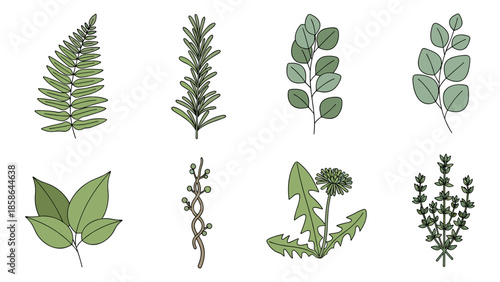Collection of botanical leaves and herbs in contemporary flat design