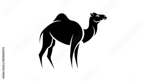 Strong black camel standing in profile, isolated white background