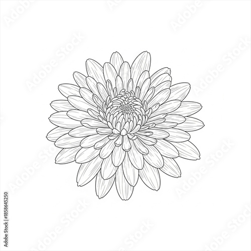 white chrysanthemum flower