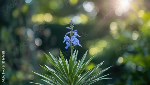 Ruellia simplex, decorative perennial with lanceolate foliage and vibrant trumpet-shaped blue blooms, ideal for landscape planting