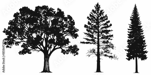 Silhouette collection of diverse trees an oak pine and two spruces