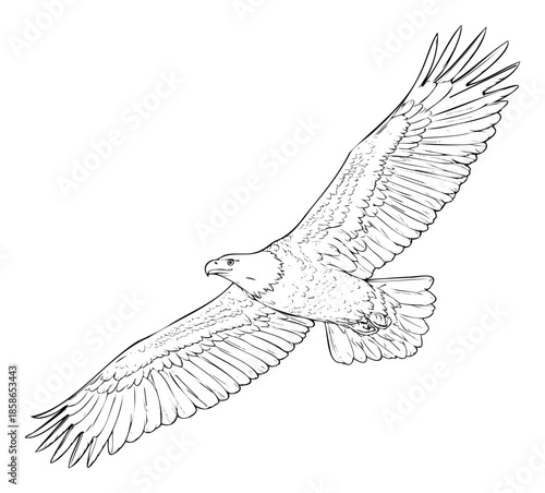 A powerful majestic eagle with outstretched wings soars gracefully across the sky, perfect for naturethemed projects, educational content, or symbolic brand imagery.