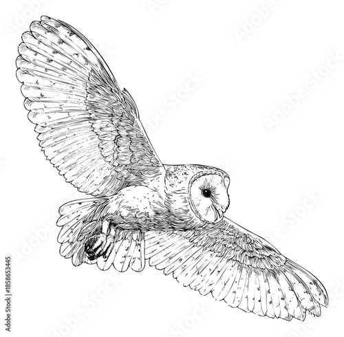 Detailed line drawing of a graceful barn owl in mid flight, spreading its impressive wings, perfect for natural history publications, apparel branding, and wildlife enthusiast merchandise