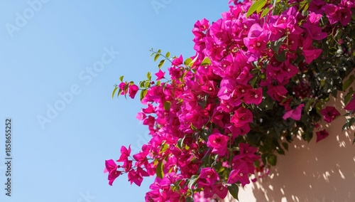Colorful Bougainvillea bloo...