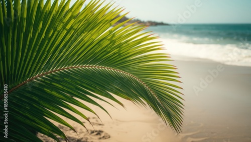 Close-up of a green palm le...