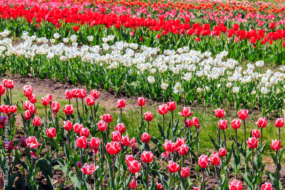 custom made wallpaper toronto digitalBeautiful multicolored tulips in a flower park at spring