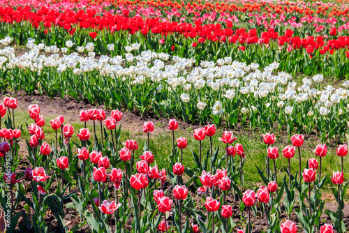 Wallpaper Mural Beautiful multicolored tulips in a flower park  at spring Torontodigital.ca