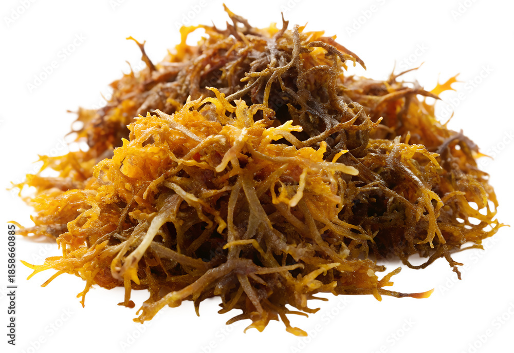 Fototapeta premium sea weed