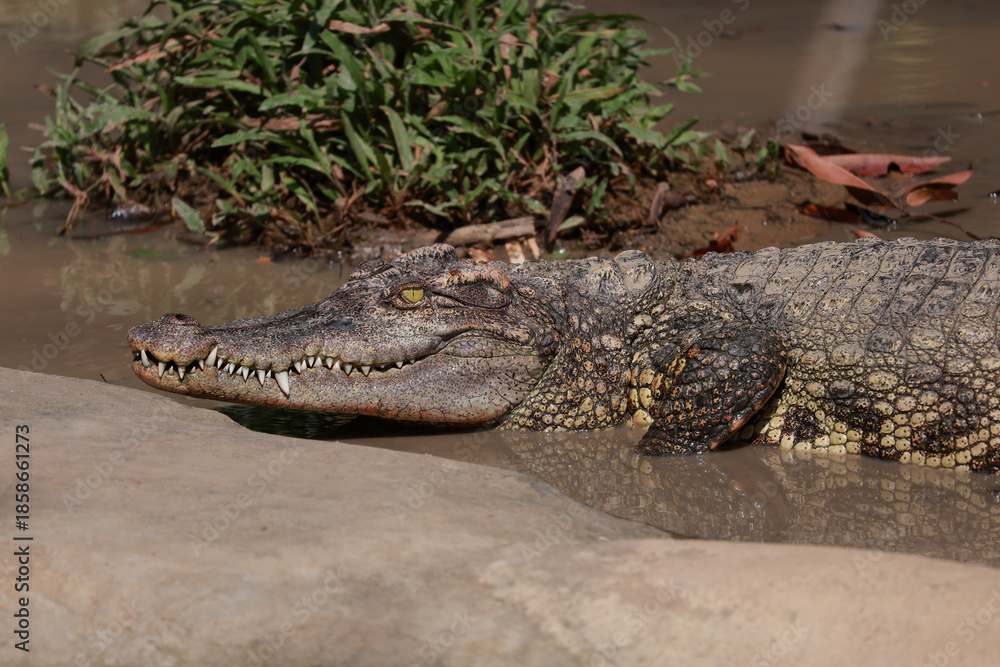 Fototapeta premium The crocodile on the river near canal
