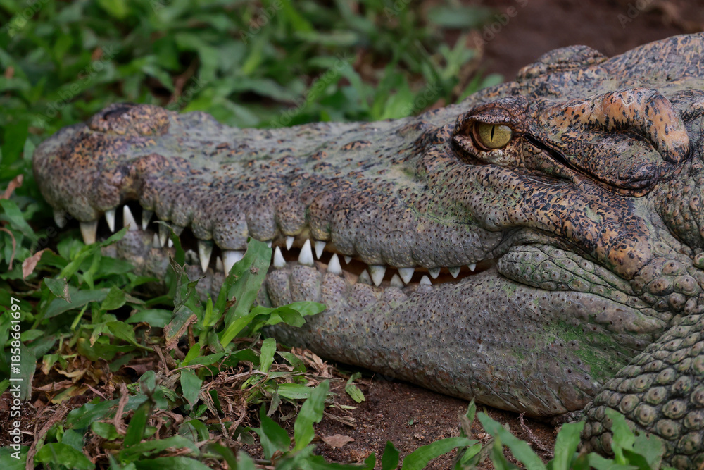 Obraz premium Close up head crocodile in the garden