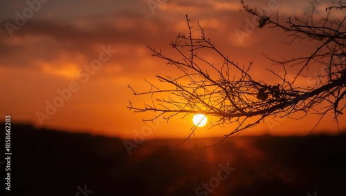 Branch shadowed against a v...