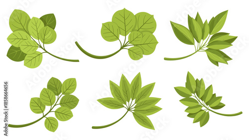 Six green leaf arrangements on white background: fresh botanical designs